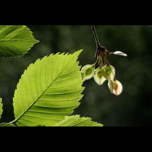 Ulmus laevis &copy; NAWROT O.