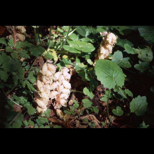 Lathraea squamaria © PETETIN A.