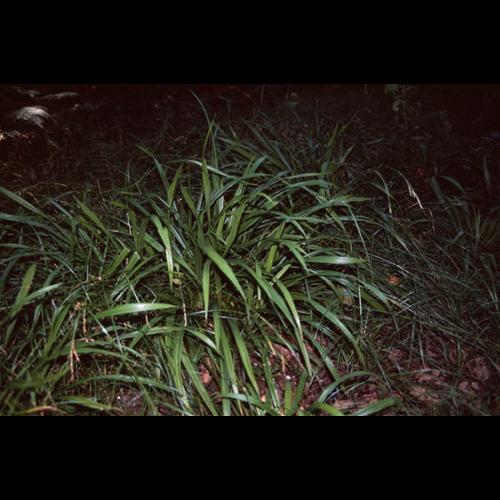 Carex strigosa © GRAVELAT B.