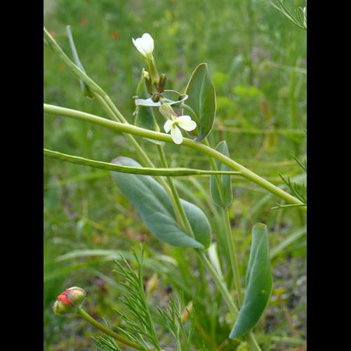 Conringia orientalis © NICOLAS S.