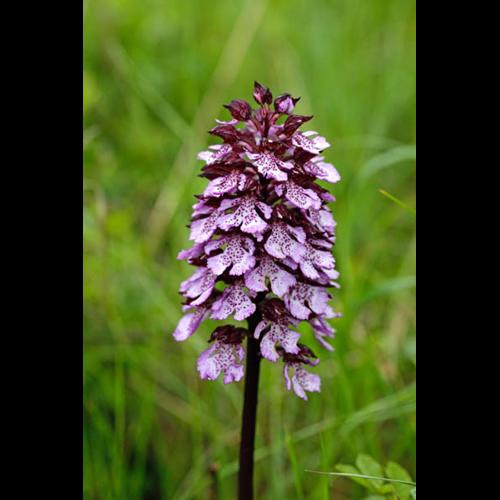 Orchis purpurea © DESCHEEMACKER A.
