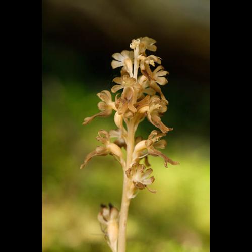 Neottia nidus-avis &copy; DESCHEEMACKER A.