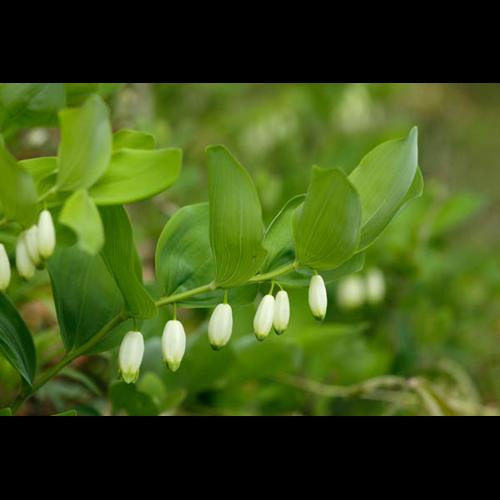 Polygonatum odoratum © DESCHEEMACKER A.