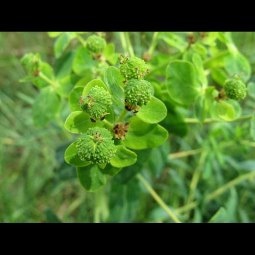 Euphorbia palustris © CULAT A.