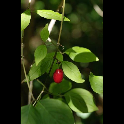 Cornus mas &copy; DESCHEEMACKER A.