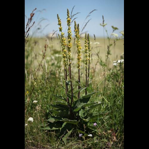 Verbascum nigrum © DESCHEEMACKER A.