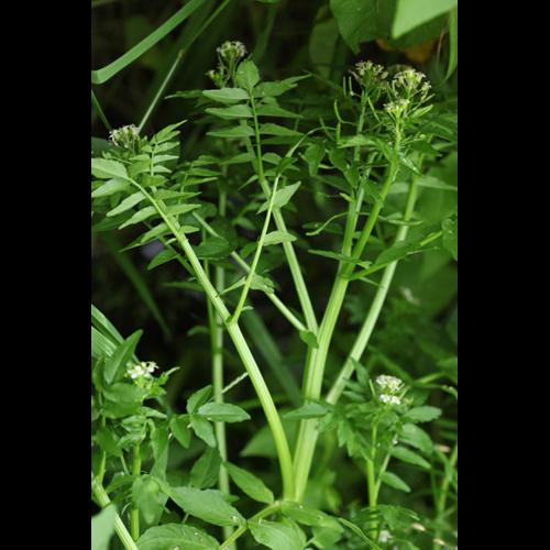 Nasturtium officinale © DESCHEEMACKER A.