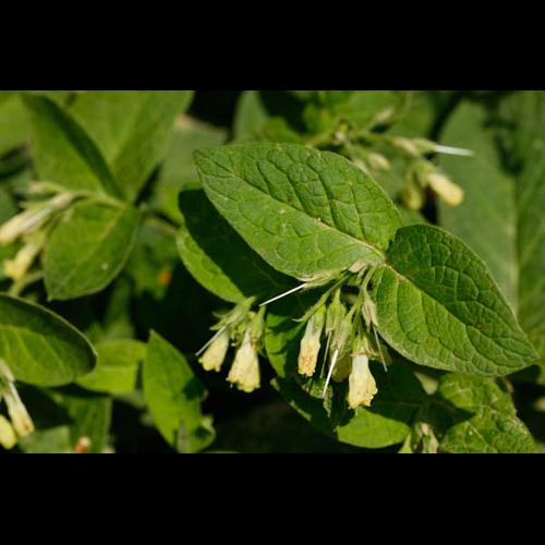 Symphytum tuberosum © DESCHEEMACKER A.