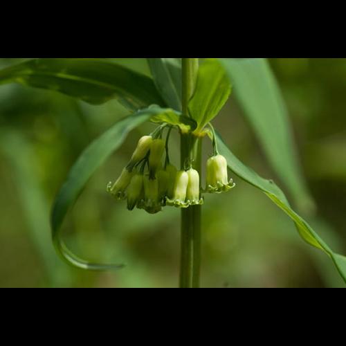 Polygonatum verticillatum © PERERA S.