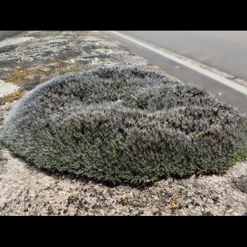 <i>Grimmia laevigata</i> (Brid.) Brid., 1826 © H. TINGUY