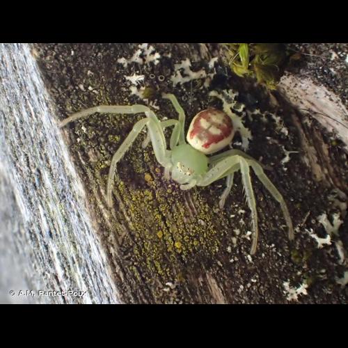 <i>Diaea dorsata</i> (Fabricius, 1777) © A.M. Rantet-Poux