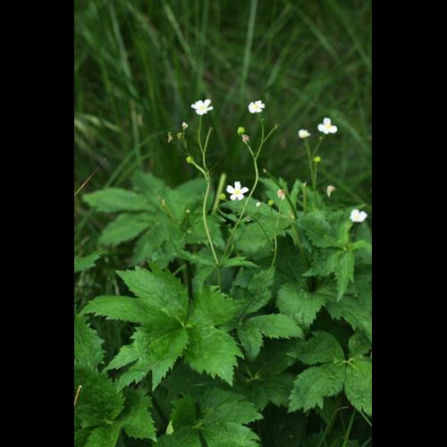 Ranunculus aconitifolius © DESCHEEMACKER A.