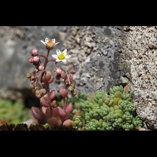 Sedum dasyphyllum © DESCHEEMACKER A.