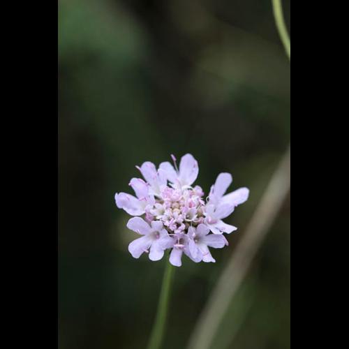 Scabiosa columbaria © DESCHEEMACKER A.