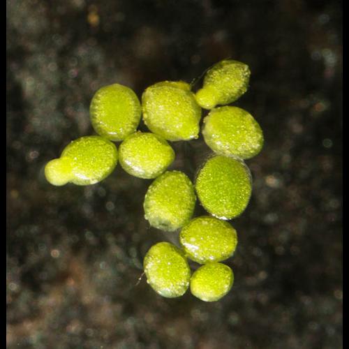 Wolffia arrhiza © DESCHEEMACKER A.