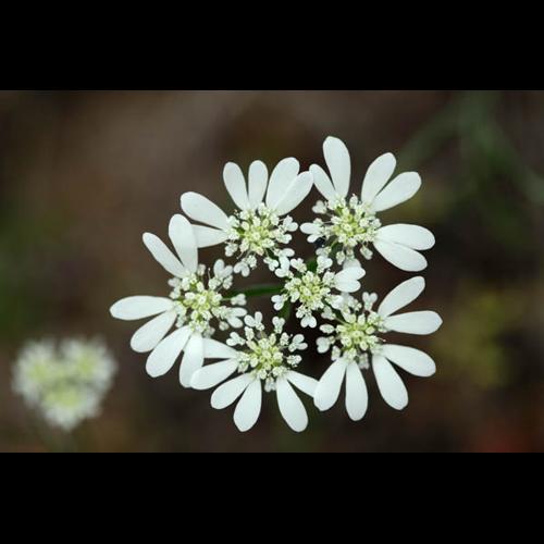 Orlaya grandiflora © DESCHEEMACKER A.