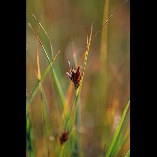 Rhynchospora fusca &copy; GRAVELAT B.