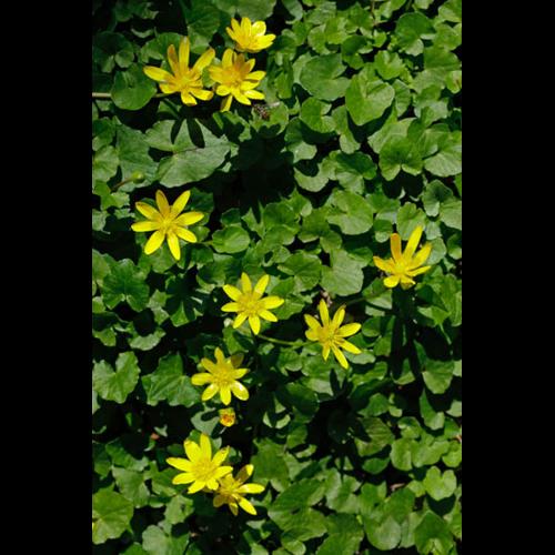 Ranunculus ficaria © DESCHEEMACKER A.