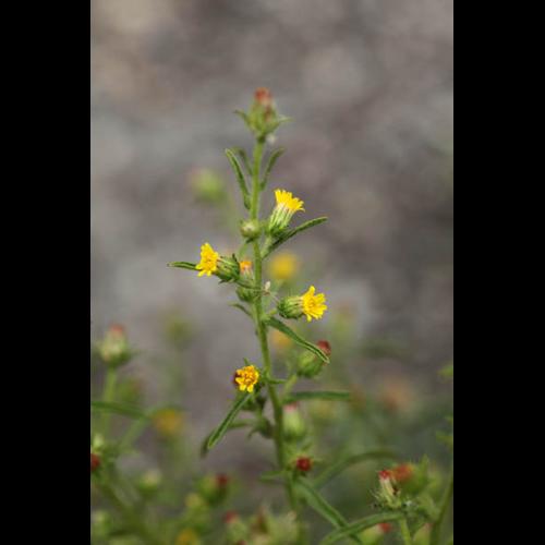 Dittrichia graveolens © DESCHEEMACKER A.