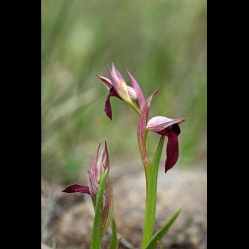 Serapias lingua © DESCHEEMACKER A.