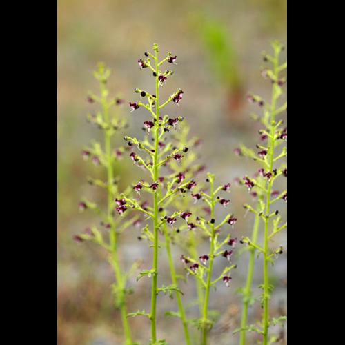 Scrophularia canina © DESCHEEMACKER A.