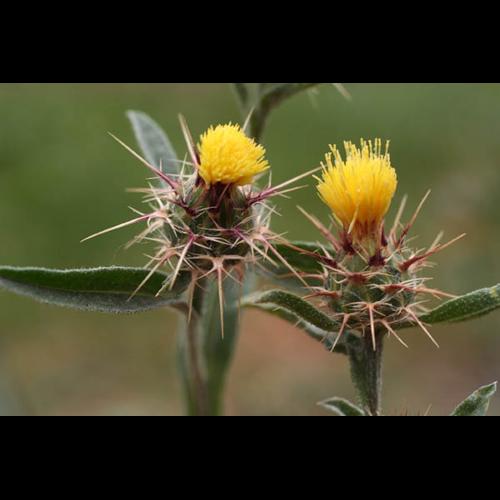 Centaurea solsticialis © NAWROT O.