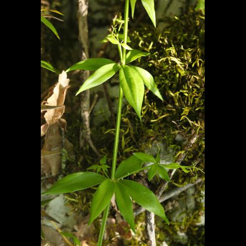 Rubia peregrina &copy; DESCHEEMACKER A.