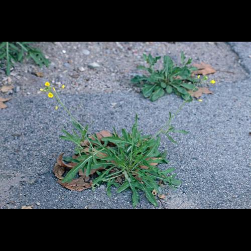 Diplotaxis tenuifolia &copy; DESCHEEMACKER A.