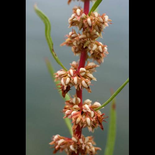 Rumex palustris 011 © NAWROT O.