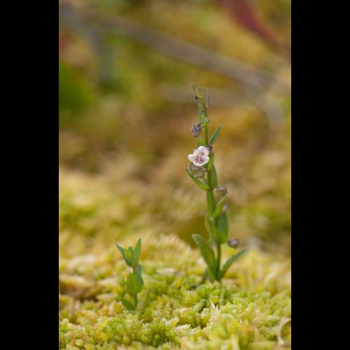 Scutellaria minor &copy; PERERA S.
