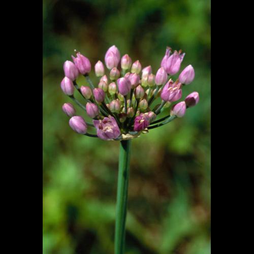 Allium angulosum © OLIVIER L.