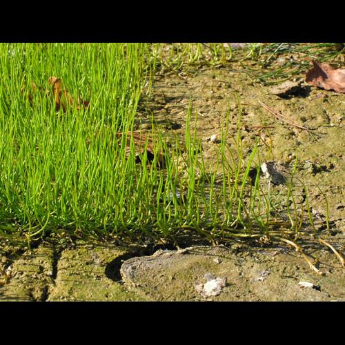 Pilularia globulifera © CHABROL L.