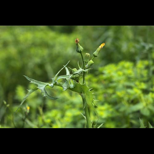 Sonchus oleraceus © DESCHEEMACKER A.