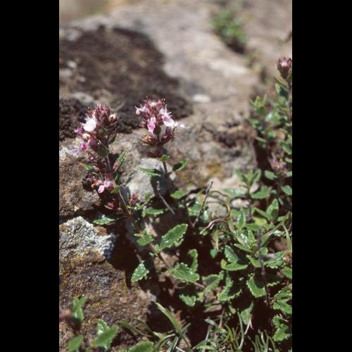 Teucrium chamaedrys © GRAVELAT B.