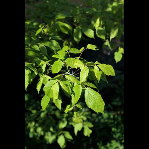 Acer negundo &copy; DESCHEEMACKER A.