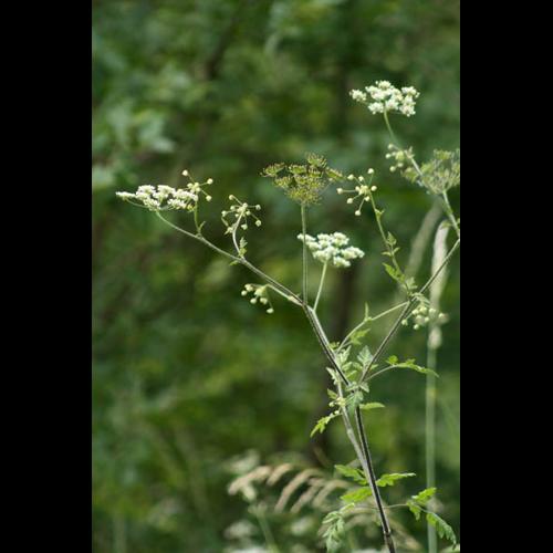 Chaerophyllum temulum © DESCHEEMACKER A.