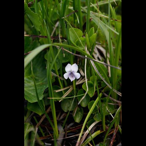 Viola palustris &copy; DESCHEEMACKER A.
