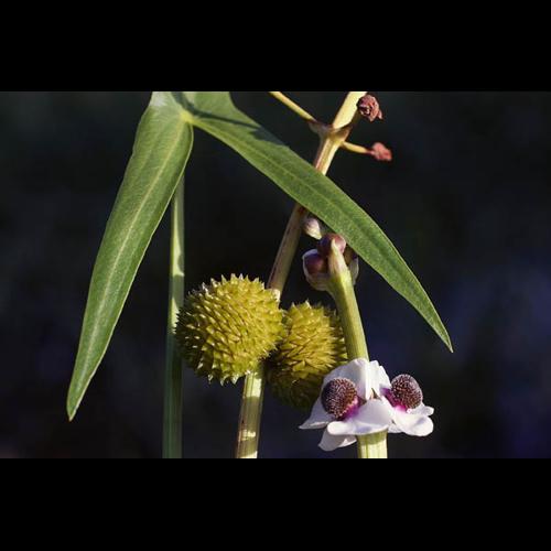 Sagittaria sagittifolia &copy; NAWROT O.