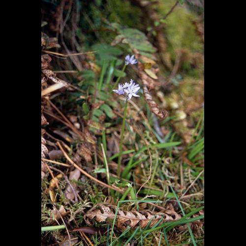 Hyacinthoides italica © HUGONNOT V.