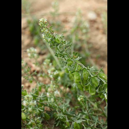Reseda phyteuma © DESCHEEMACKER A.