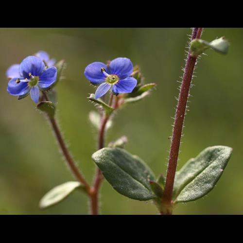 Veronica acinifolia © NAWROT O.