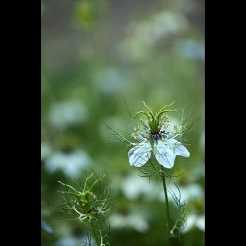 Nigella damascena © DESCHEEMACKER A.