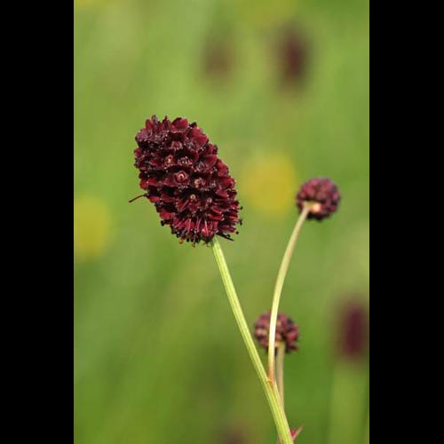 Sanguisorba officinalis © DESCHEEMACKER A.