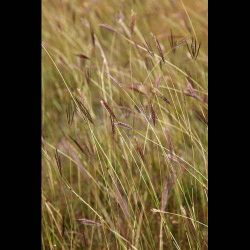 Bothriochloa ischaemum &copy; DESCHEEMACKER A.