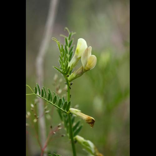 Vicia lutea © DESCHEEMACKER A.