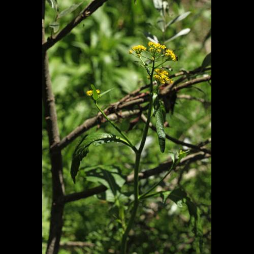 Rorippa amphibia &copy; DESCHEEMACKER A.