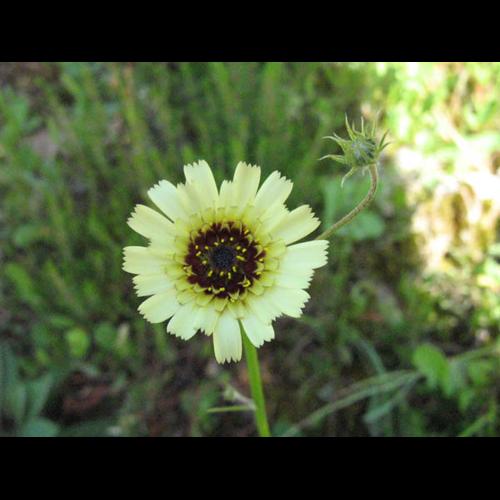 Tolpis barbata © CHABROL L.