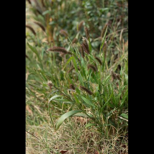 Setaria viridis © DESCHEEMACKER A.