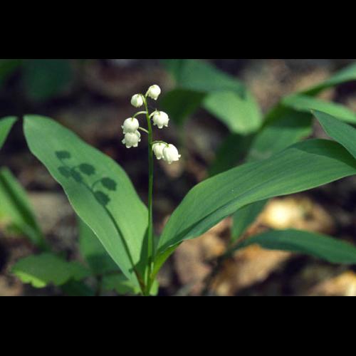 Convallaria majalis © PERRERA S