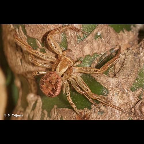 <i>Xysticus cristatus</i> (Clerck, 1758) &copy; S. Déjean